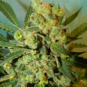 Auto Pandora (Пандора ТГК 18%)